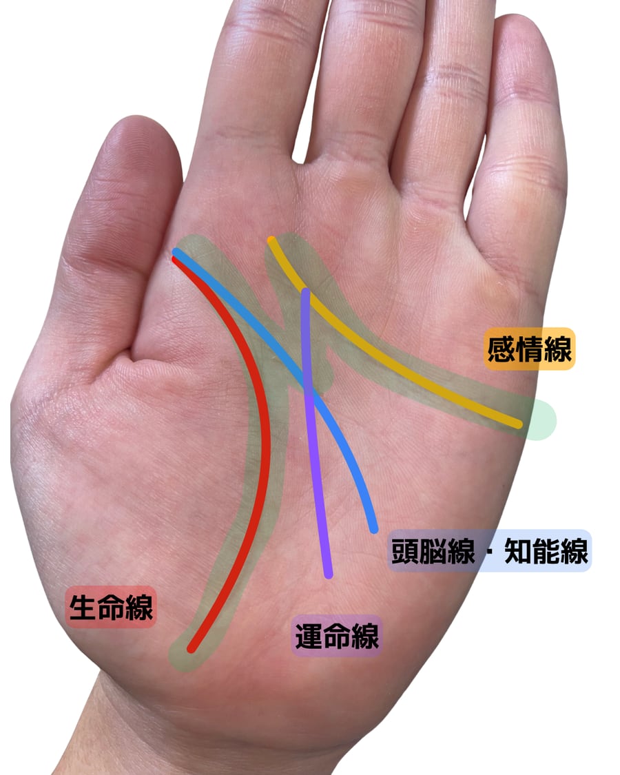 講師の手のひら。ラッキーMに見える部分を、感情線・頭脳線・生命線・運命線の4本に色分けした写真